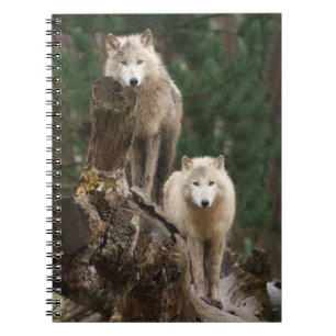 Caderno Espiral Reino dos Lobos Brancos