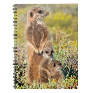 Caderno Espiral Retrato da família Meerkat