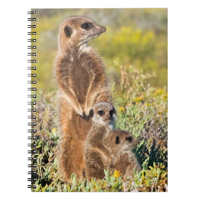 Caderno Espiral Retrato da família Meerkat (Frente)