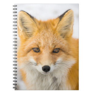 Caderno Espiral Retrato da Raposa Vermelha