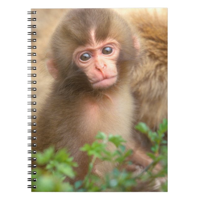 Caderno Espiral Retrato de bebê macaco da neve (Frente)