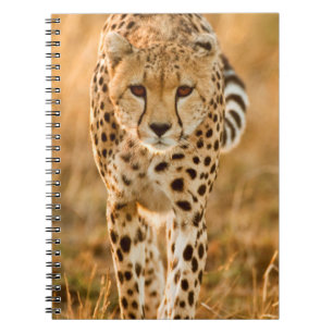 Caderno Espiral Retrato de Chita (Acinonyx Jubatus), Maasai