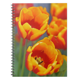 Caderno Espiral Retrato de força da Tulip amarela e vermelha legan