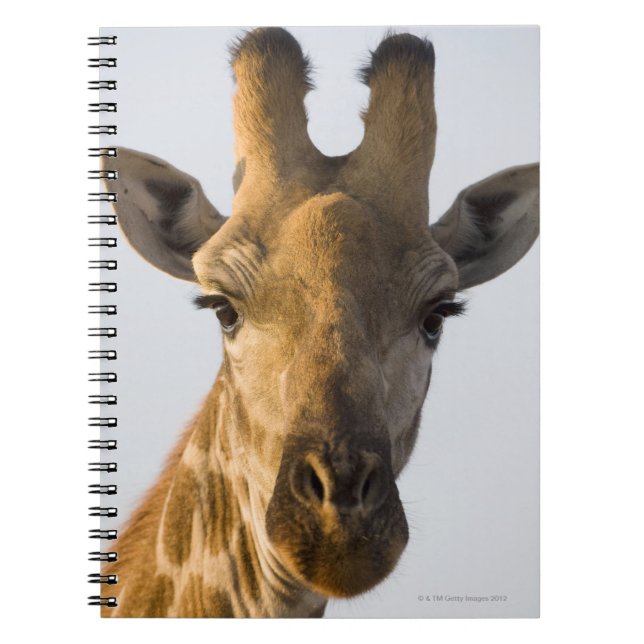Caderno Espiral Retrato de Girafa (Giraffa camelopardalis) (Frente)