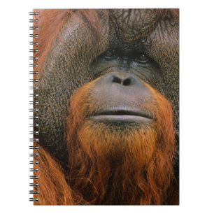 Caderno Espiral Retrato de Orang-utango Macho, Geórgia, EUA