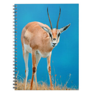 Caderno Espiral Retrato de Ovelha da Gazela de Grant (Gazella Gran