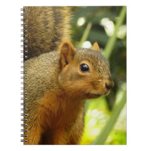 Caderno Espiral Retrato de um Esquilo Fotografia Animal
