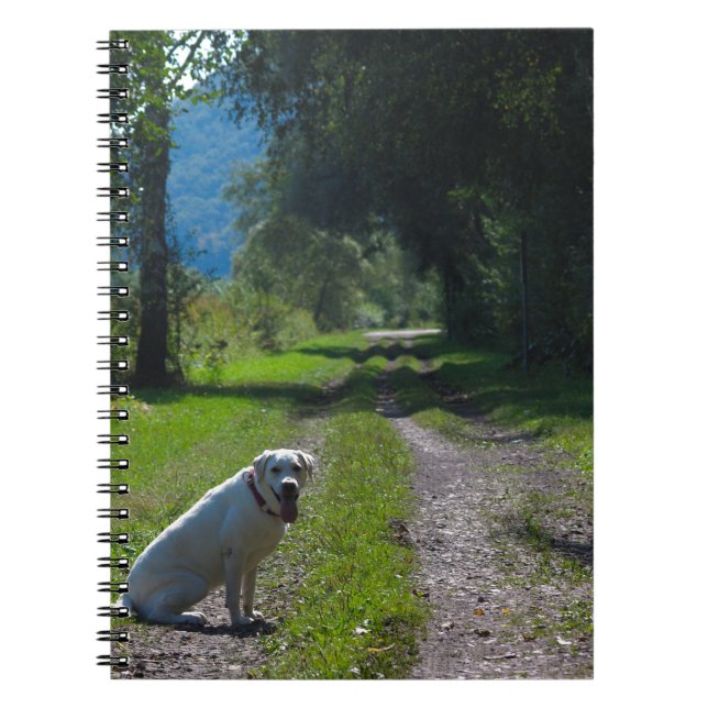 Caderno Espiral Retrato de um recuperador de ouro sentado (Frente)