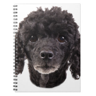 Caderno Espiral Retrato de uma caniche preta