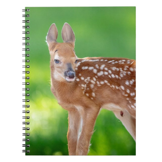 Caderno Espiral Retrato de uma Fawn recém-nascida (veado de cauda  (Frente)