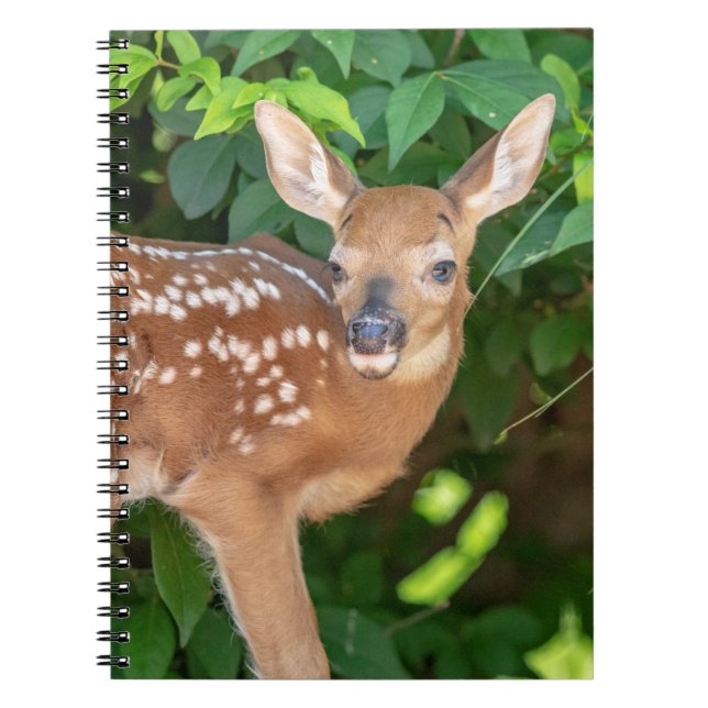 Caderno Espiral Retrato de uma Fawn recém-nascida (veado de cauda  (Frente)