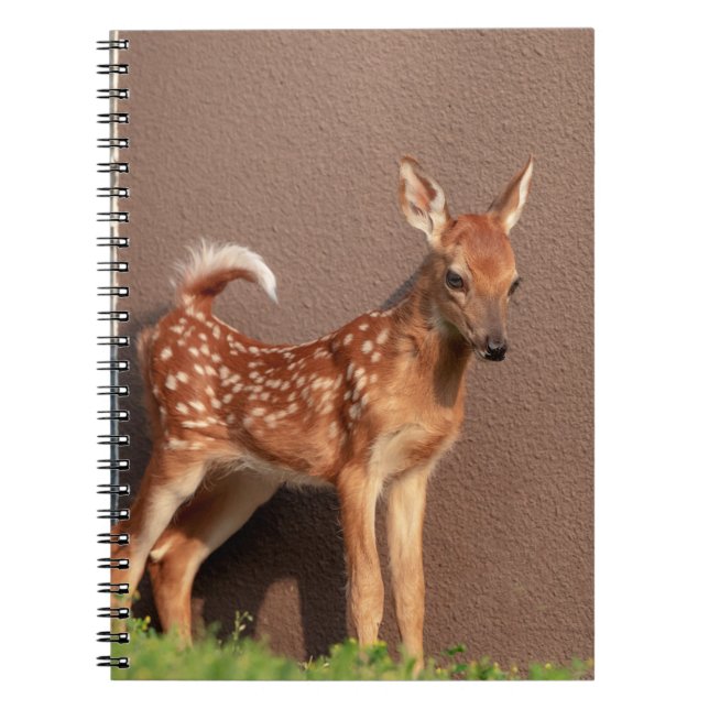 Caderno Espiral Retrato de uma Fawn (veado branco) (Frente)