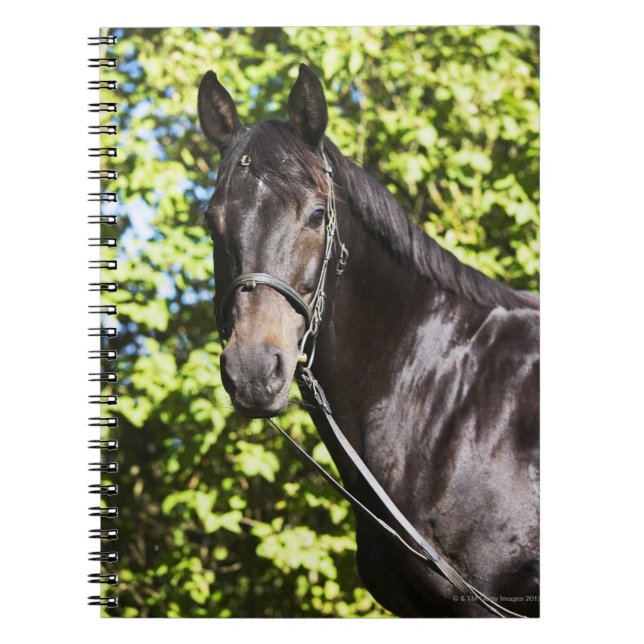 Caderno Espiral retrato do cavalo marrom 2 (Frente)