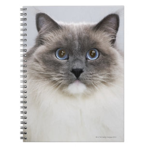 Caderno Espiral Retrato do gato de Ragdoll