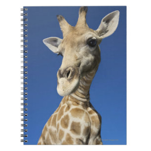 Caderno Espiral Retrato do girafa (Giraffa Camelopardalis)