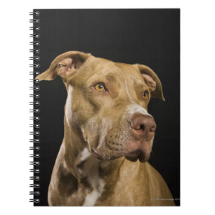 Caderno Espiral Retrato do pitbull do nariz vermelho com preto