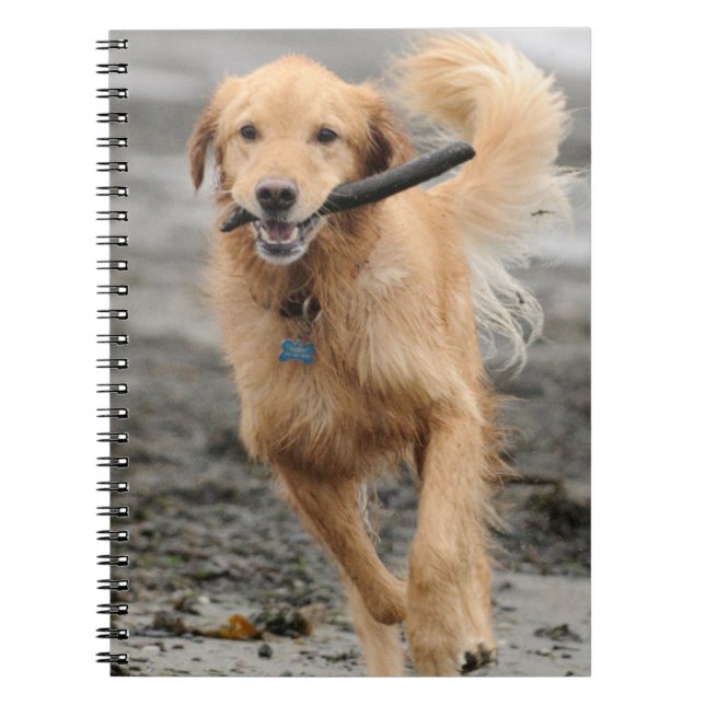 Caderno Espiral Retriever De ouro A Correr Com Pente Na Boca (Frente)