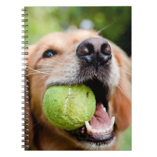 Caderno Espiral Retriever De Ouro Com Bola De Tênis