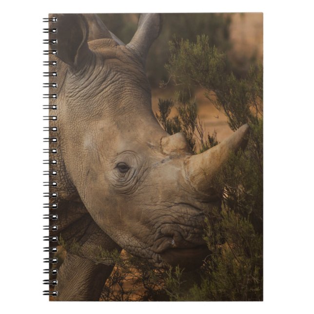 CADERNO ESPIRAL RHINO SELVAGENS (Frente)