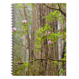 Caderno Espiral Rhododendrons em Flor Parque Estadual Redwoods,