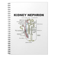 Rim Nephron (livro de Anatomia de Cinza)