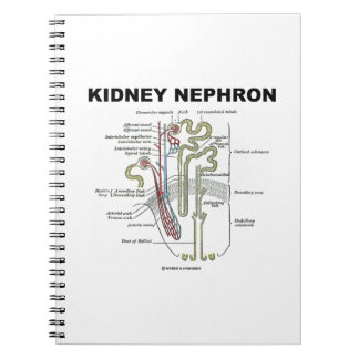 Caderno Espiral Rim Nephron (livro de Anatomia de Cinza)