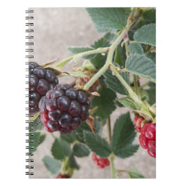Caderno Espiral Ripe Blackberry em um notebook
