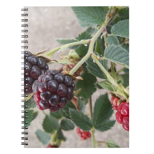 Caderno Espiral Ripe Blackberry em um notebook (Frente)