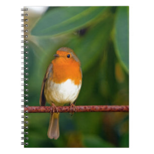Caderno Espiral Robin Natal