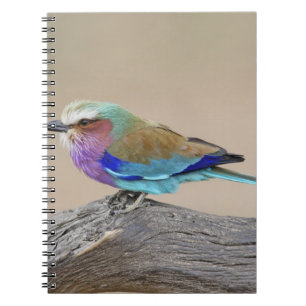 Caderno Espiral Rolo do lilac-breasted (caudata do Coracias)