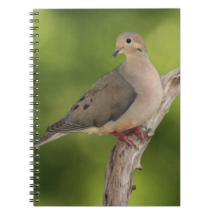 Caderno Espiral Rórola, Zenaida macroura