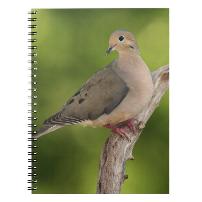 Caderno Espiral Rórola, Zenaida macroura (Frente)