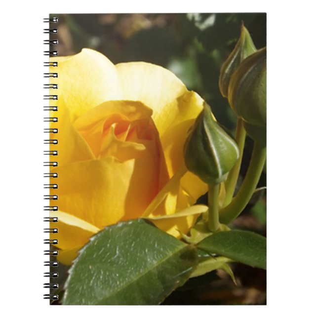 Caderno Espiral Rosa Amarela (Frente)