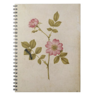 Caderno Espiral Rosa Canina - Dogrose e Caterpillar (lápis & com