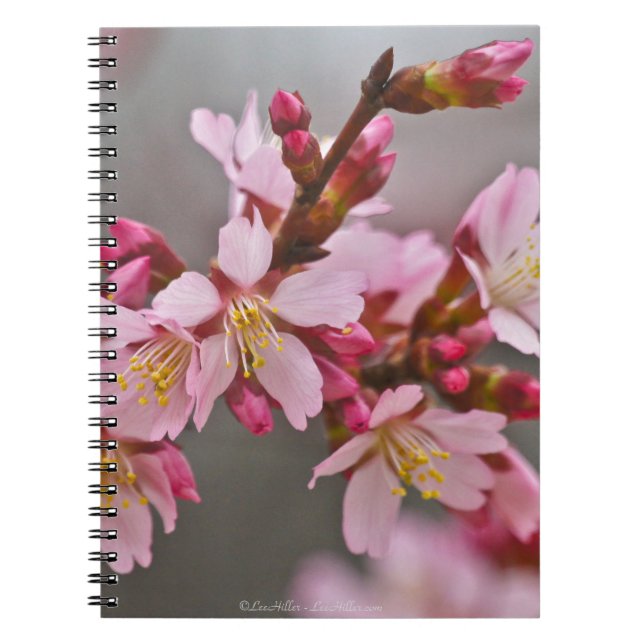 Caderno Espiral Rosa Contra Uma Cinza Céu Japonês Blossomas De Cer (Frente)