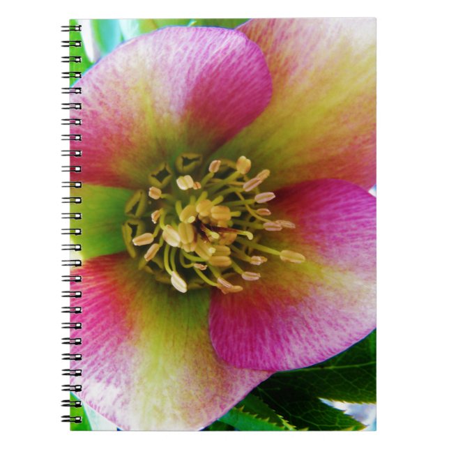 Caderno Espiral Rosa cor-de-rosa, (Frente)