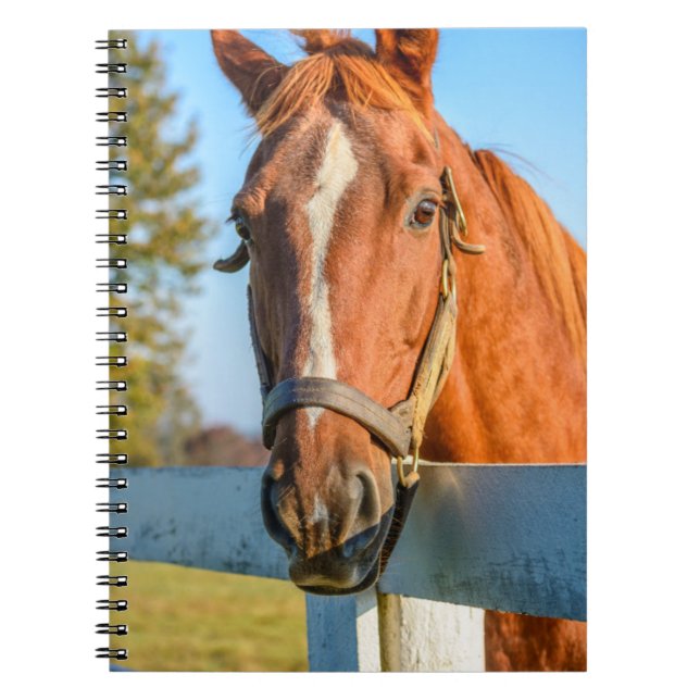 Caderno Espiral Rosa de crepúsculo | Cavalo de raça pura (Frente)