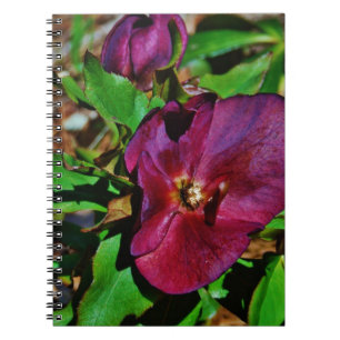 Caderno Espiral Rosa de Lenten Rosa Burgundy