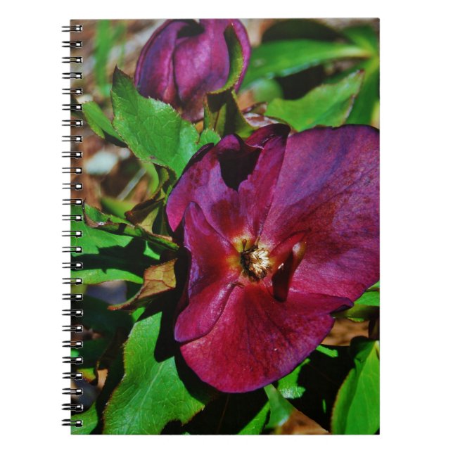 Caderno Espiral Rosa de Lenten Rosa Burgundy (Frente)