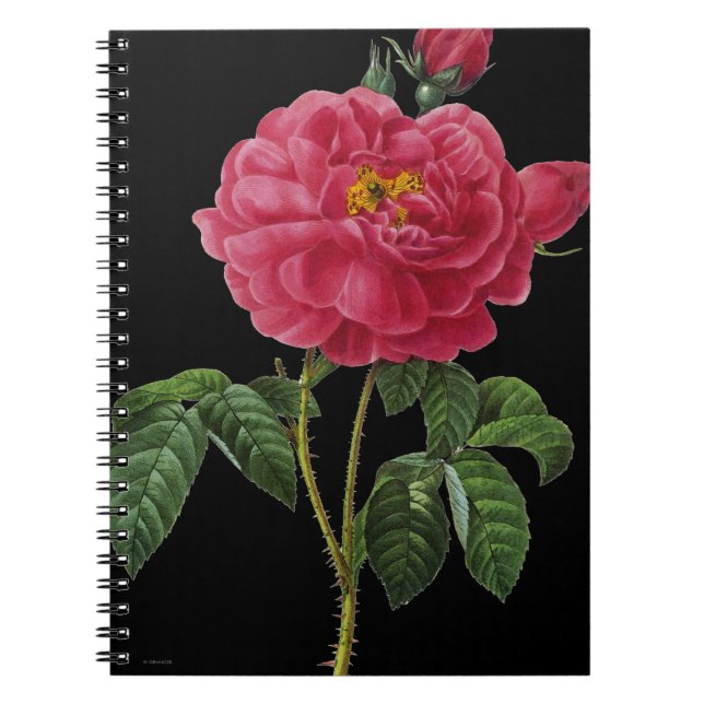 Caderno Espiral Rosa Gallica (Frente)