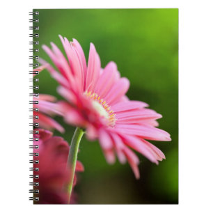 Caderno Espiral Rosa Gerbera Daisy