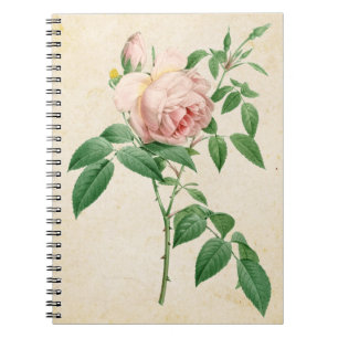 Caderno Espiral Rosa indica fragrans - ilustração botânica
