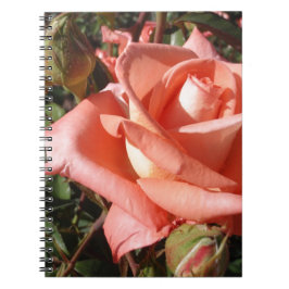 Caderno Espiral Rosa Rosa Cor-de-Pêssego