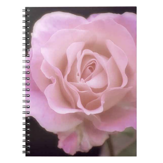 Caderno Espiral Rosa rosa magnífica (Frente)