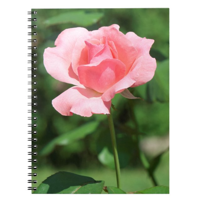 Caderno Espiral Rosa rosa pálido (Frente)