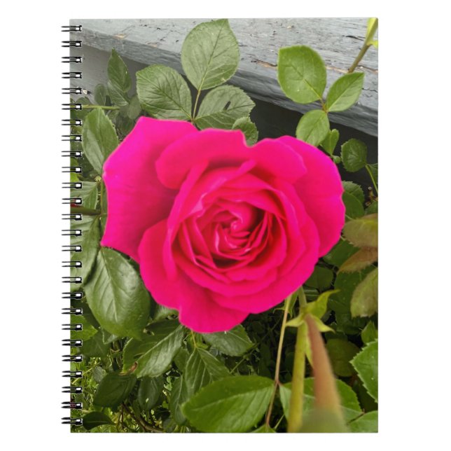 Caderno Espiral Rosa Rosa Rosa Rosa Rosa #4 (Frente)