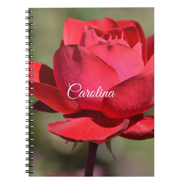 Caderno Espiral Rosa vermelha (Frente)