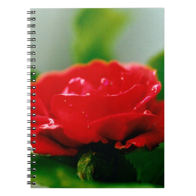 Caderno Espiral Rosa vermelha de manhã coberta com gotas de orvalh (Frente)