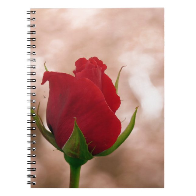 Caderno Espiral Rosa vermelha solteiro (Frente)