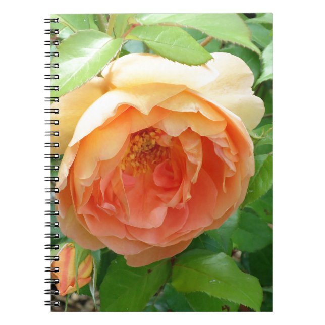 Caderno Espiral Rosas laranja românticas elegantes (Frente)